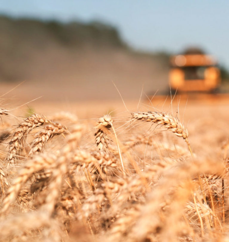 China winter wheat harvest passes halfway mark￼