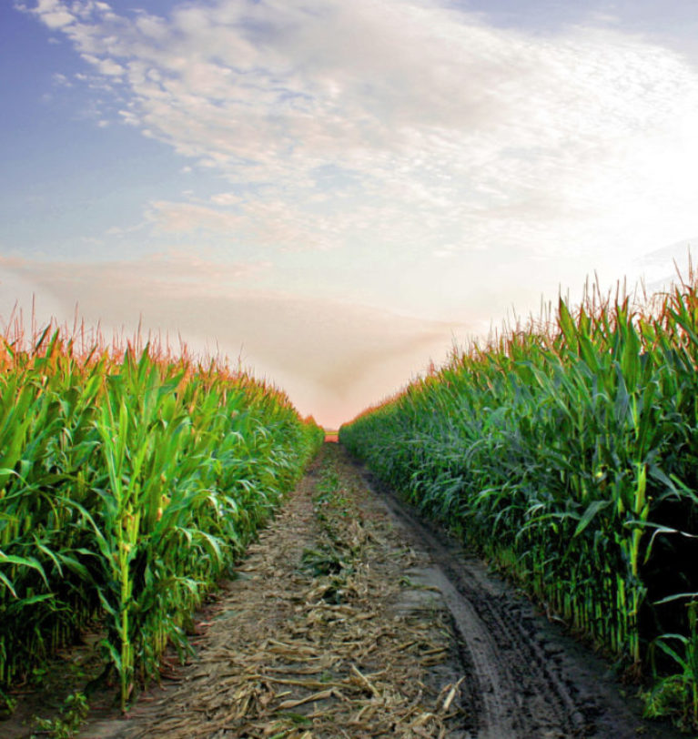 Brazilian corn production on the upswing￼￼