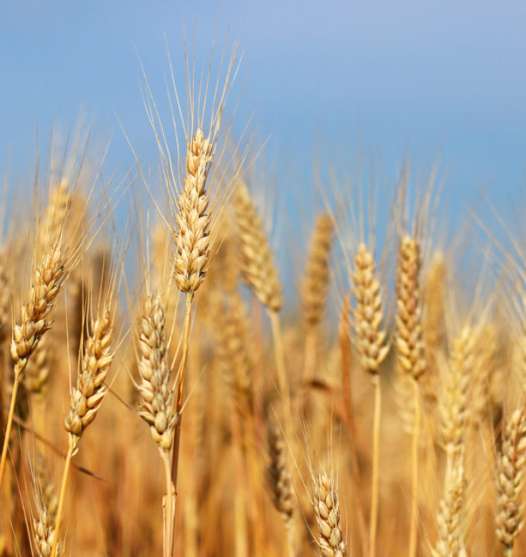 Grain market review: Wheat￼