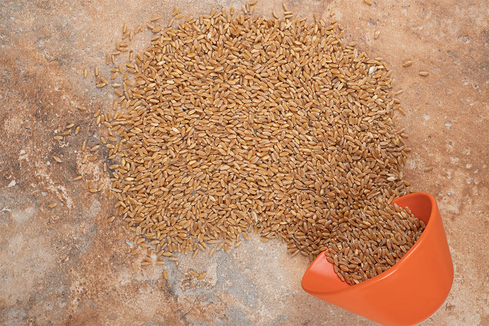 bunch-barley-with-red-bowl-orange-space-copy.jpg