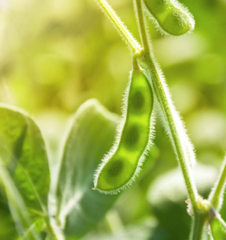 Brazil’s soybean production facing fertilizer challenges