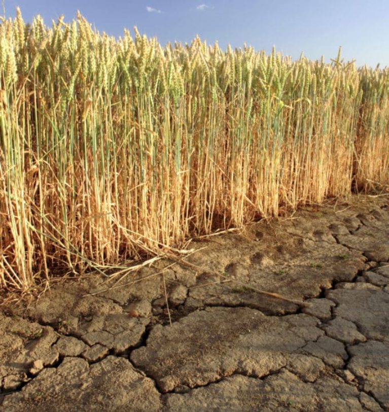 Argentine wheat crop projections continue to fall.