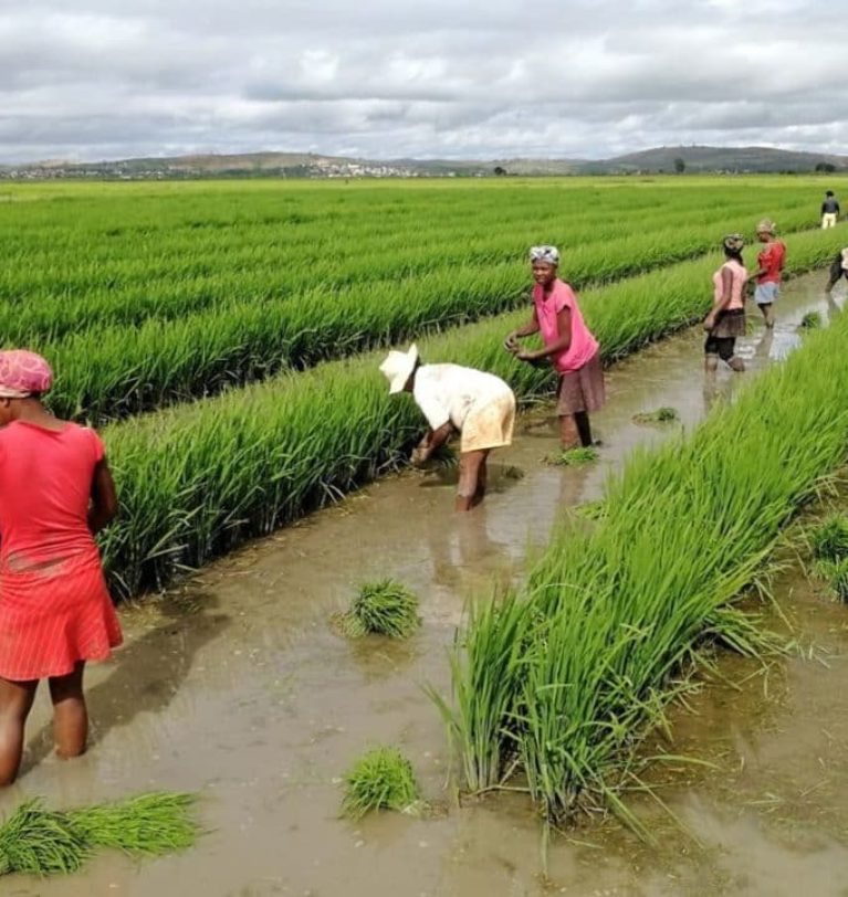 FAO Cereal Price Index rises again