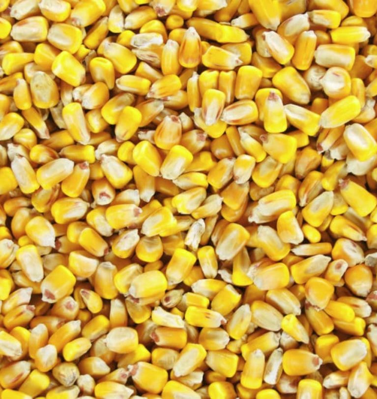 China corn production on upswing