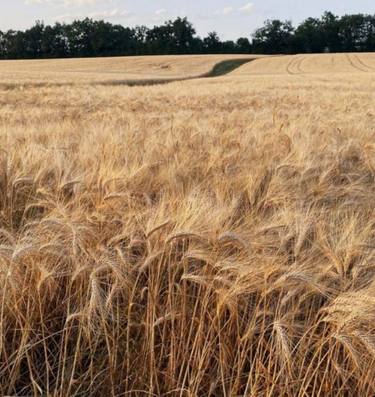 French soft wheat exports outside the EU on rise