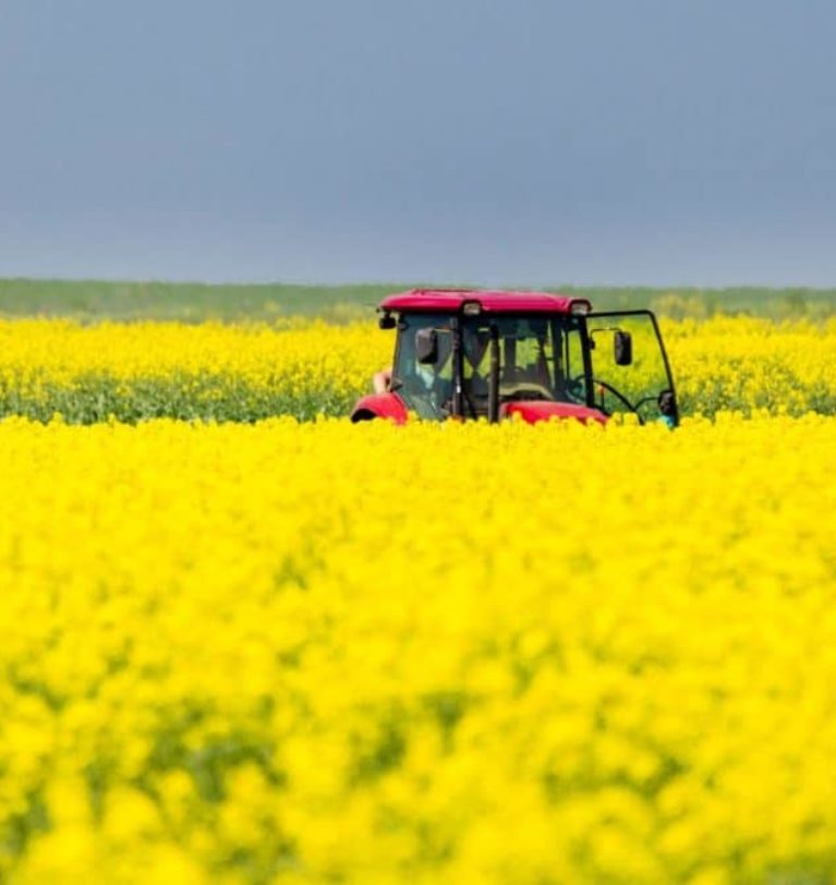 Bunge joins canola collaboration