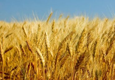 Africa seeks solutions for post-harvest losses