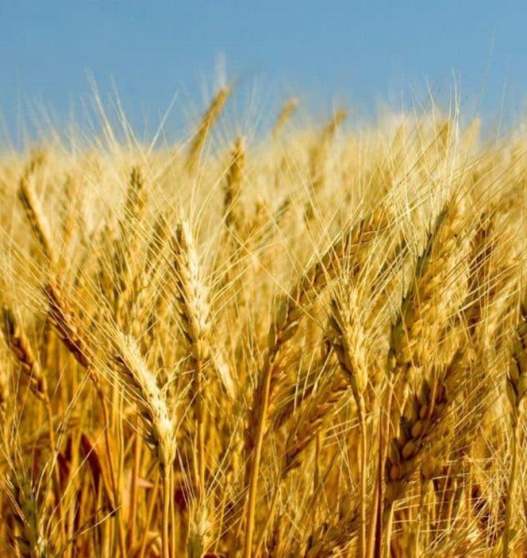 Canada, Russia wheat production threatened by dryness