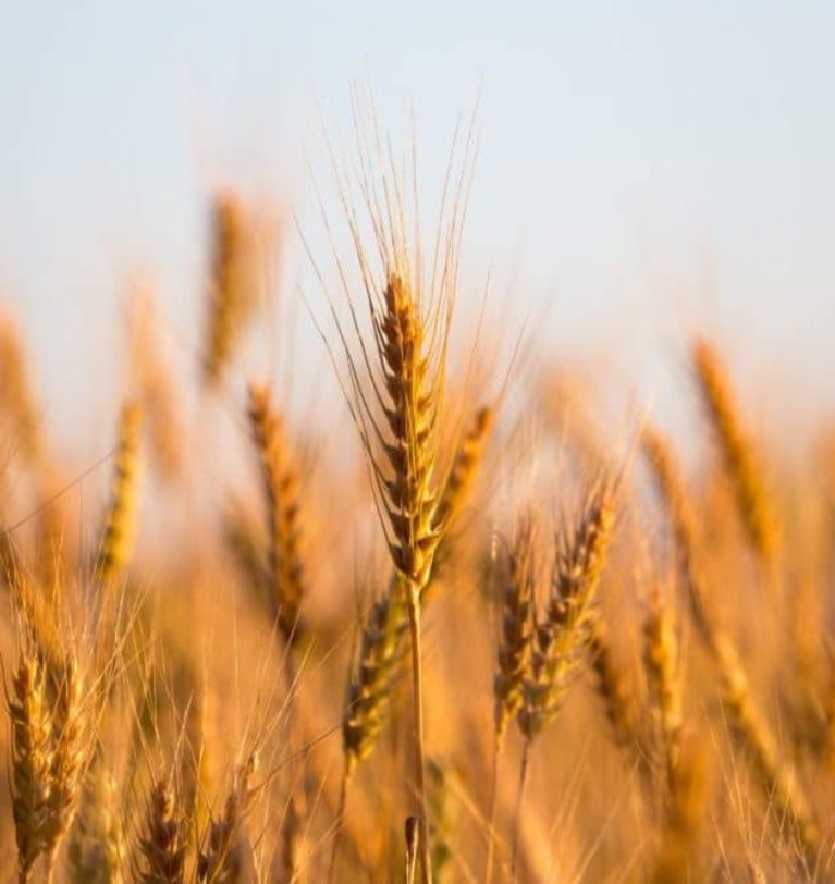 US spring wheat plantings at a 50-year low