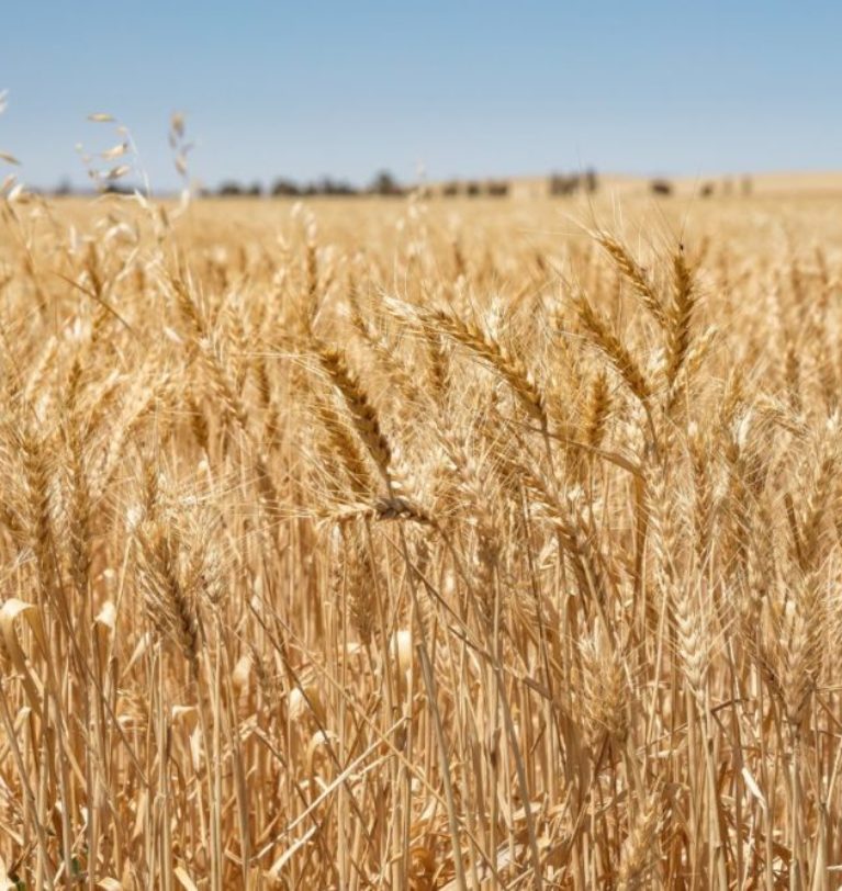 Untimely rains impacting French grains