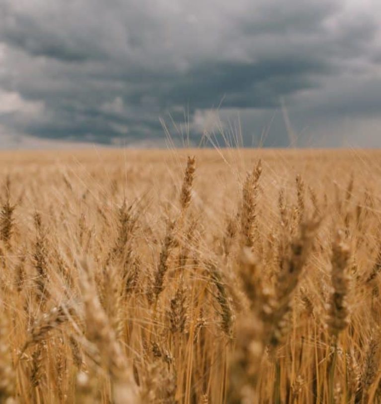 USDA lowers US wheat production estimate