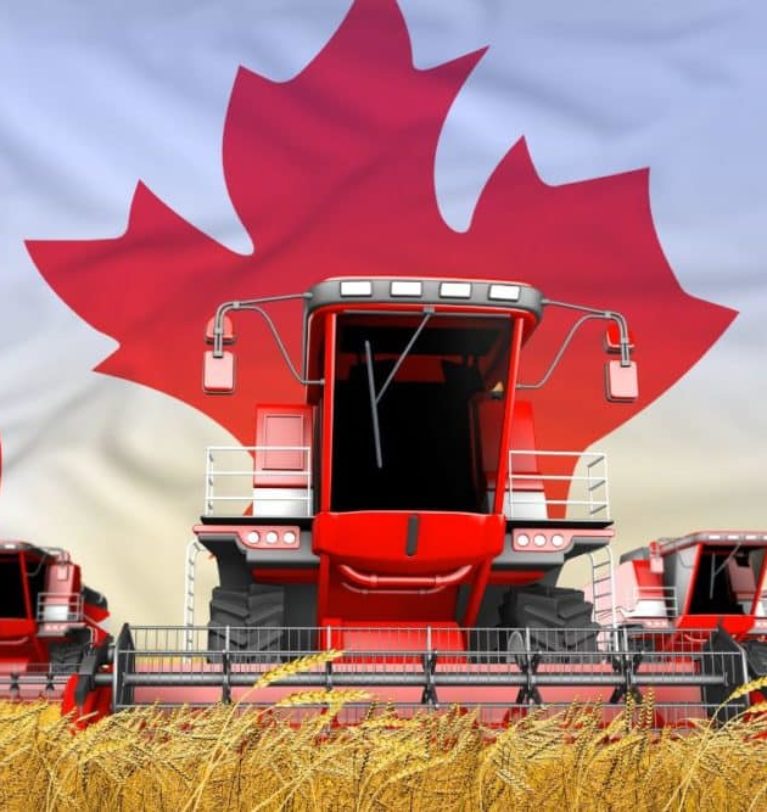 Canadian wheat plantings have reached a recent high.