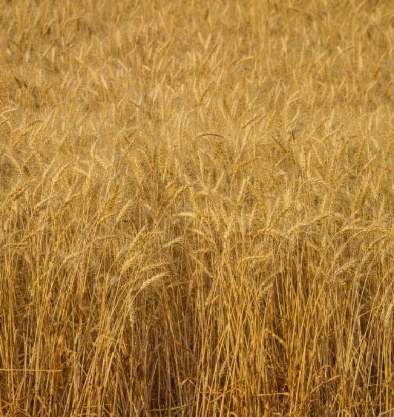 US winter wheat forecast surprises analysts