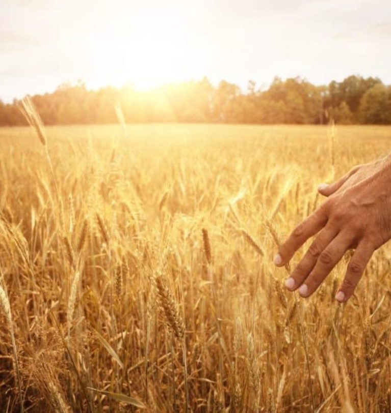 Canada plants more wheat at the expense of other grains