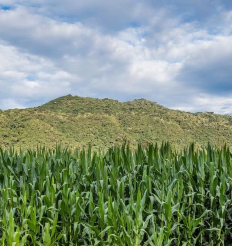 Brazil’s corn, and soybean estimates were revised higher