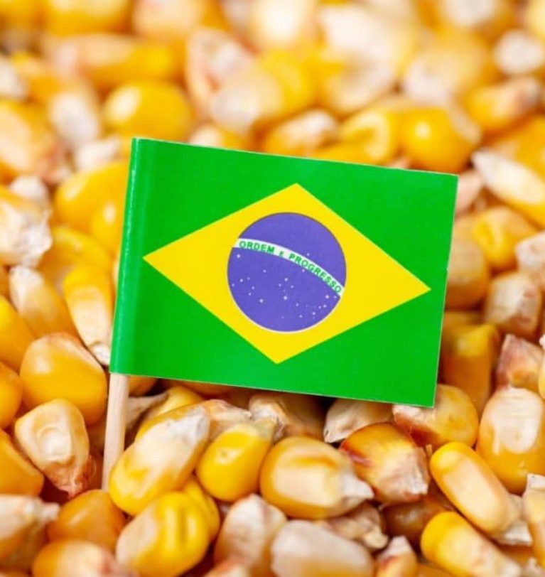 Brazil’s grain production dips in 2023-24