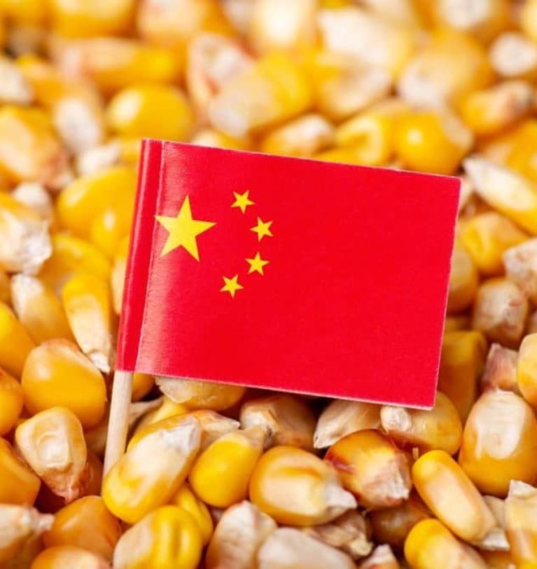 China’s grain feed use on upswing