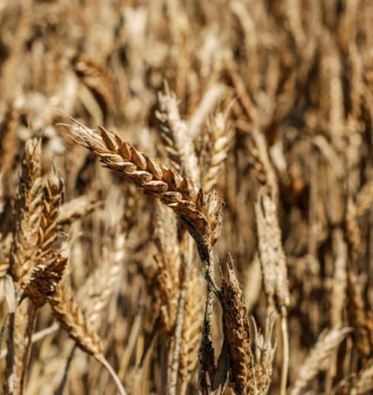 USDA: largest spring wheat production since 2020