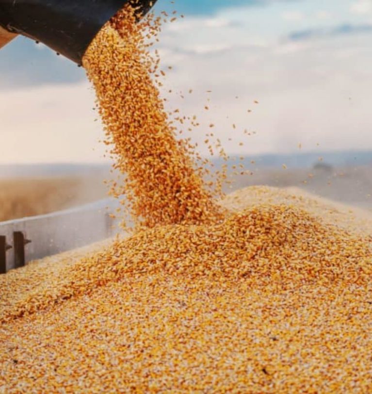 High prices reducing India’s corn exports