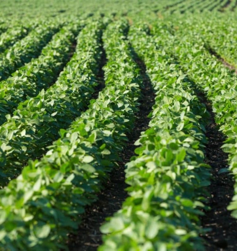 Canada funds work to develop more resilient soybeans