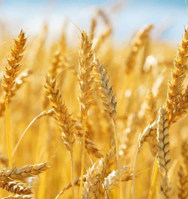 Turkey bans wheat imports