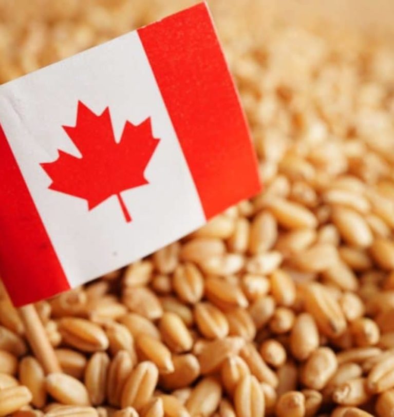 Canada may see 5% boost in wheat output