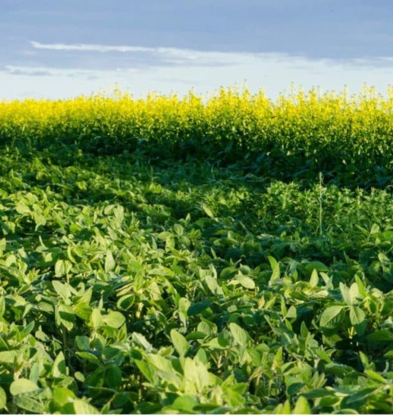 Ukraine to plant more oilseeds.