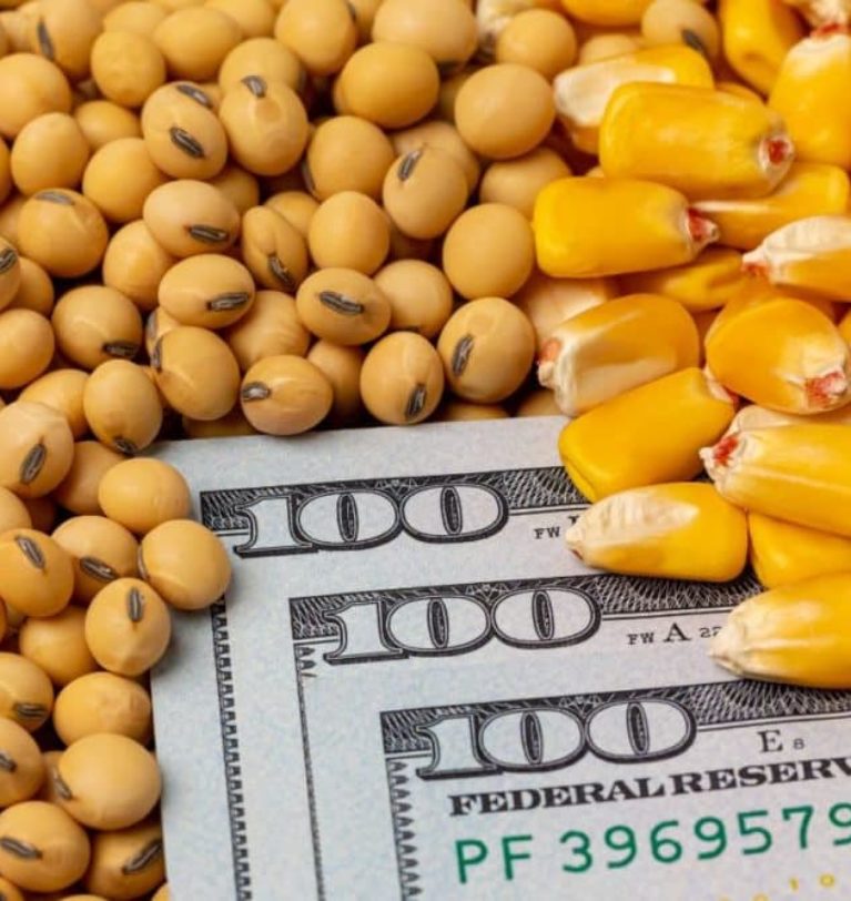 Grain market review: Oilseeds