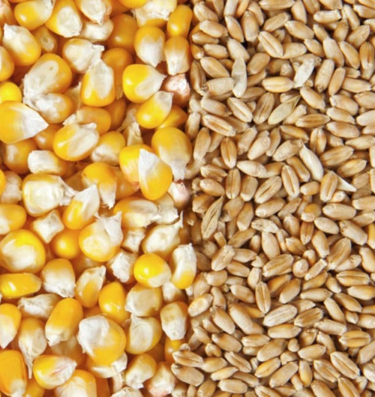 USDA: Corn, wheat acres down; soy up