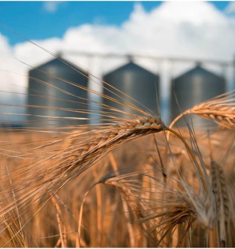 Grain market review: Wheat