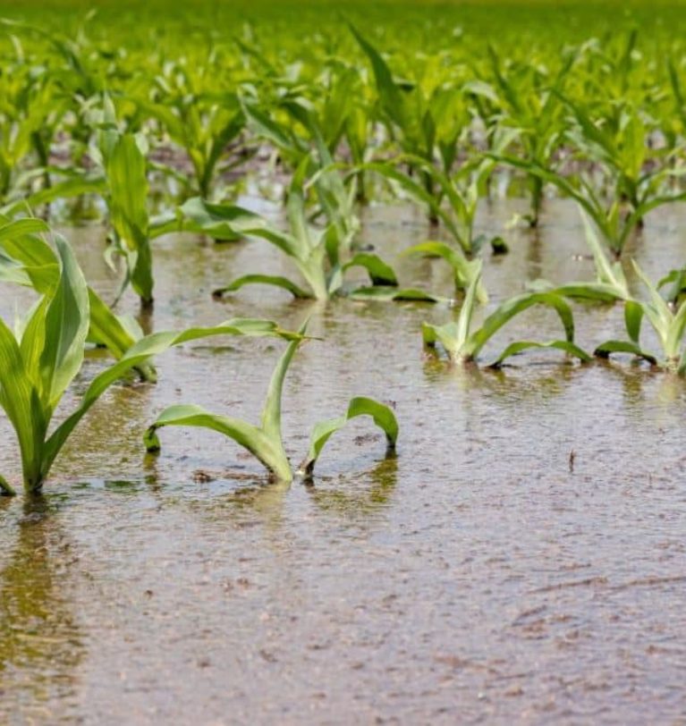 Key US crop areas battle too much, too little rain