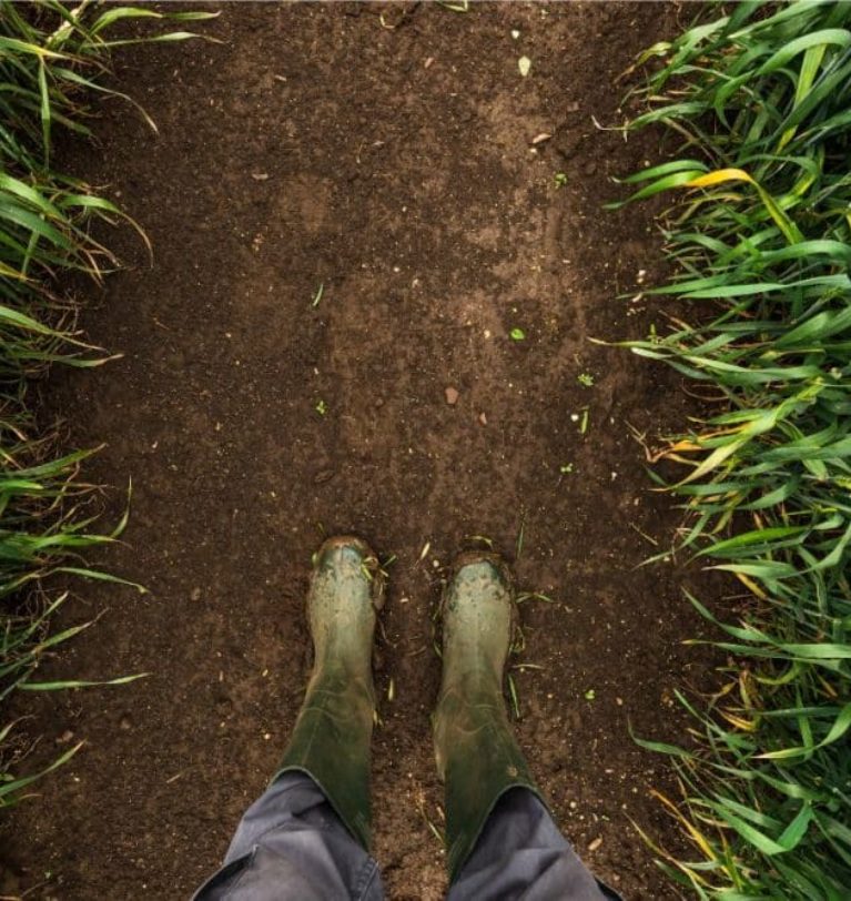 Rain improves US Plains wheat conditions