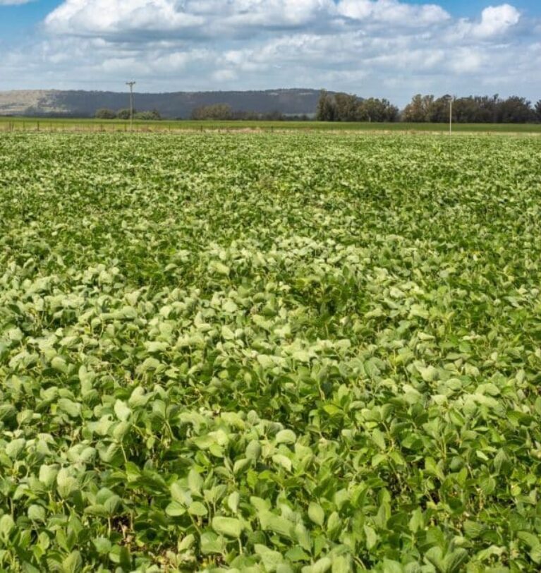 FAS bullish on Argentine soybean crop