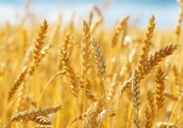 Turkey gradually increasing wheat imports