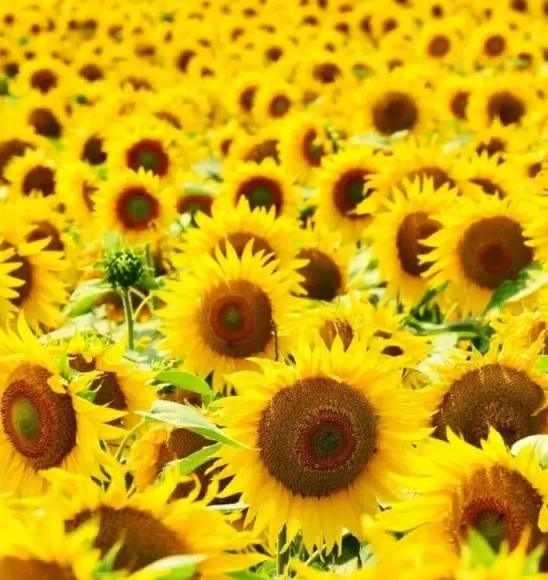 Bulgaria oilseed production to rebound