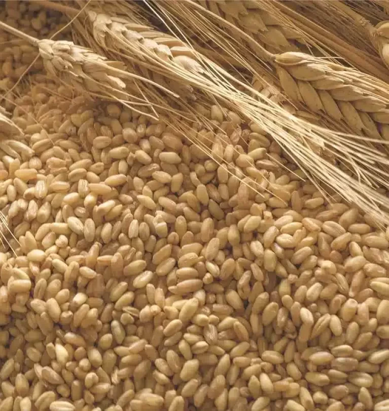 IGC: Grains production outlook rises again
