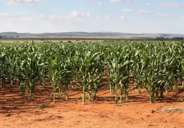 South Africa’s corn exports on rise