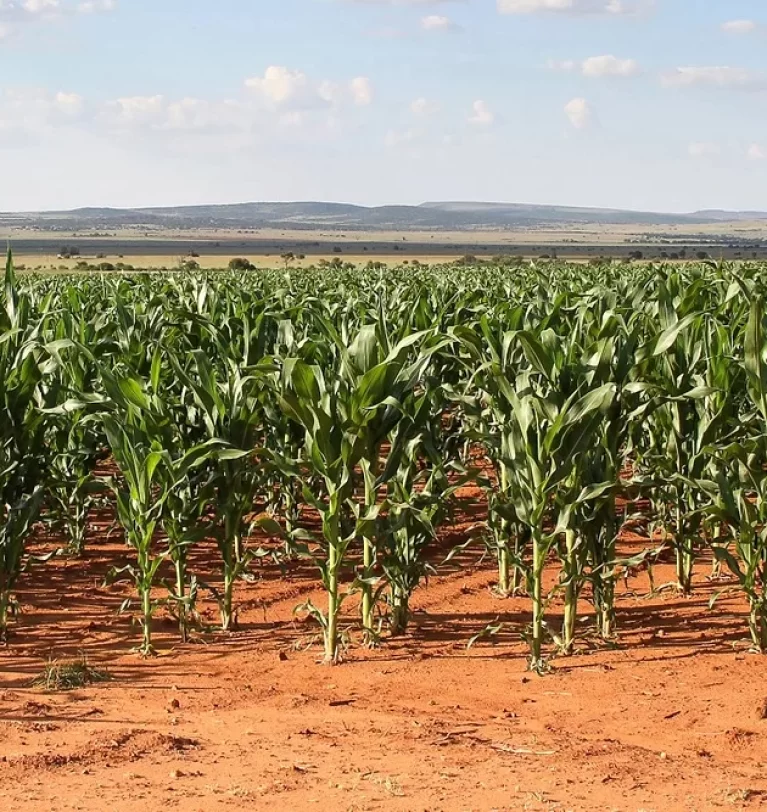 South Africa’s corn exports on rise